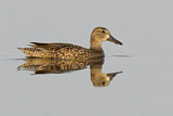 Image. Blue-winged Teal