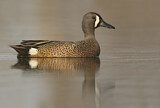 Image. Blue-winged Teal