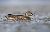 Image. Blue-winged Teal