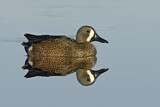 Image. Blue-winged Teal