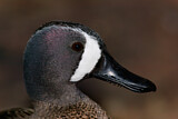 Image. Blue-winged Teal