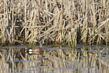 Image. Blue-winged Teal