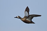 Image. Blue-winged Teal