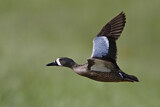 Image. Blue-winged Teal