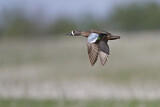 Image. Blue-winged Teal