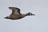 Image. Blue-winged Teal