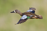 Image. Blue-winged Teal