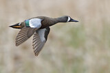 Image. Blue-winged Teal