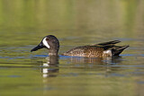 Image. Blue-winged Teal