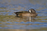 Image. Blue-winged Teal