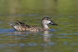Image. Blue-winged Teal