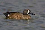 Image. Blue-winged Teal