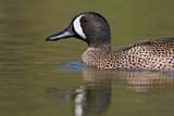Image. Blue-winged Teal
