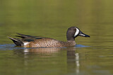 Image. Blue-winged Teal