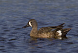 Image. Blue-winged Teal