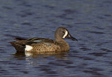 Image. Blue-winged Teal