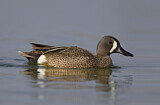 Image. Blue-winged Teal