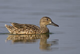 Image. Blue-winged Teal