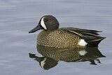 Image. Blue-winged Teal
