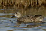 Image. Blue-winged Teal