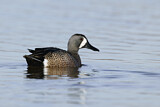 Image. Blue-winged Teal