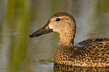 Image. Blue-winged Teal