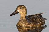 Image. Blue-winged Teal