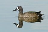 Image. Blue-winged Teal