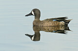 Image. Blue-winged Teal