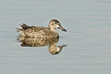 Image. Blue-winged Teal