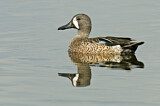 Image. Blue-winged Teal