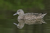 Image. Blue-winged Teal