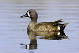 Image. Blue-winged Teal
