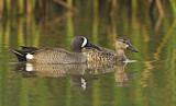 Image. Blue-winged Teal