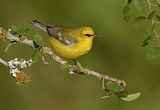 Image. Blue-winged Warbler