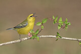 Image. Blue-winged Warbler