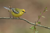 Image. Blue-winged Warbler