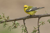 Image. Blue-winged Warbler