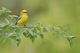 Image. Blue-winged Warbler