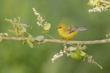 Image. Blue-winged Warbler
