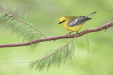 Image. Blue-winged Warbler