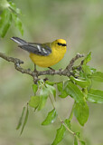 Image. Blue-winged Warbler