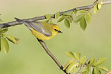 Image. Blue-winged Warbler