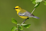 Image. Blue-winged Warbler