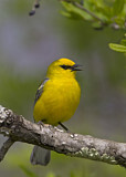 Image. Blue-winged Warbler