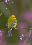 Image. Blue-winged Warbler