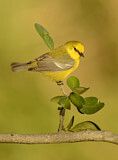 Image. Blue-winged Warbler