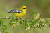 Image. Blue-winged Warbler