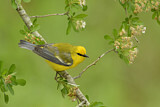 Image. Blue-winged Warbler