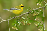 Image. Blue-winged Warbler